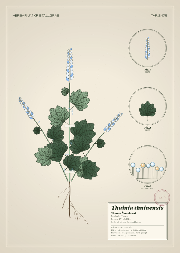 Botanische Tafel: Thuinia thuinensis, eine erfundene Pflanze aus Thuine, gezeichnet wie in einem alten Pflanzenatlas