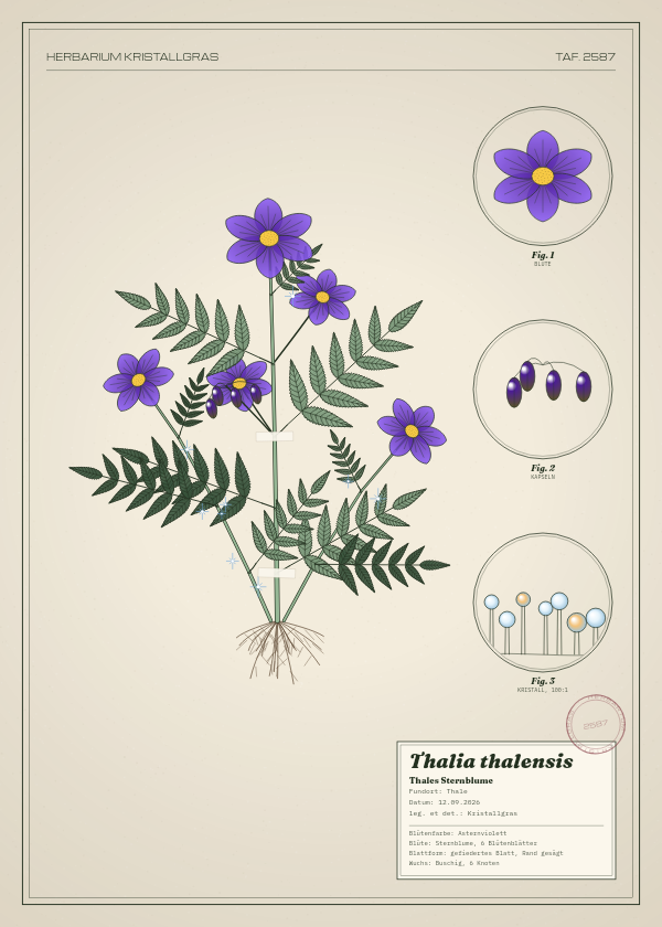 Botanische Tafel: Thalia thalensis, eine erfundene Pflanze aus Thale, gezeichnet wie in einem alten Pflanzenatlas