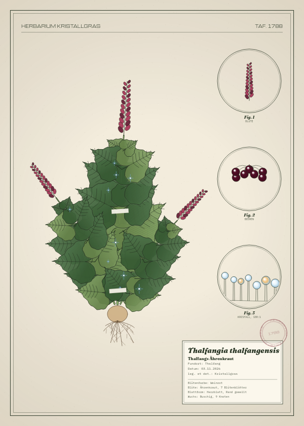 Botanische Tafel: Thalfangia thalfangensis, eine erfundene Pflanze aus Thalfang, gezeichnet wie in einem alten Pflanzenatlas