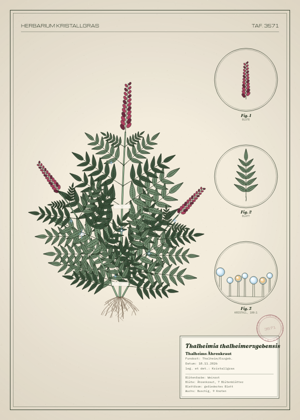 Botanische Tafel: Thalheimia thalheimerzgebensis, eine erfundene Pflanze aus Thalheim/Erzgeb., gezeichnet wie in einem alten Pflanzenatlas