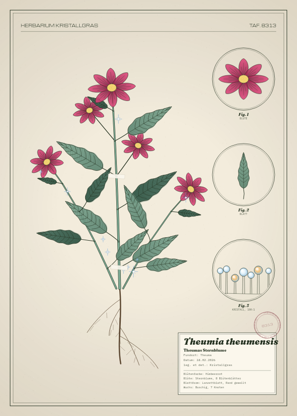 Botanische Tafel: Theumia theumensis, eine erfundene Pflanze aus Theuma, gezeichnet wie in einem alten Pflanzenatlas