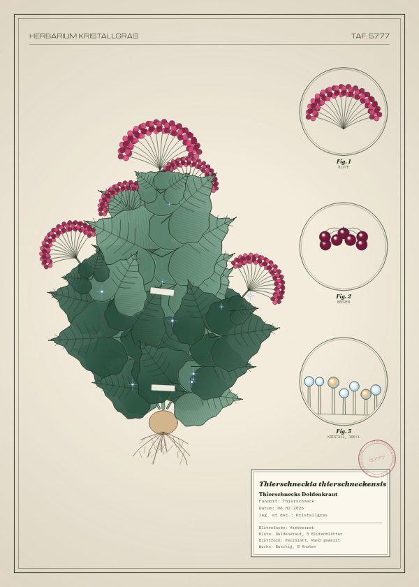 Botanische Tafel: Thierschneckia thierschneckensis, eine erfundene Pflanze aus Thierschneck, gezeichnet wie in einem alten Pflanzenatlas