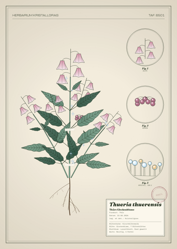 Botanische Tafel: Thueria thuerensis, eine erfundene Pflanze aus Thür, gezeichnet wie in einem alten Pflanzenatlas