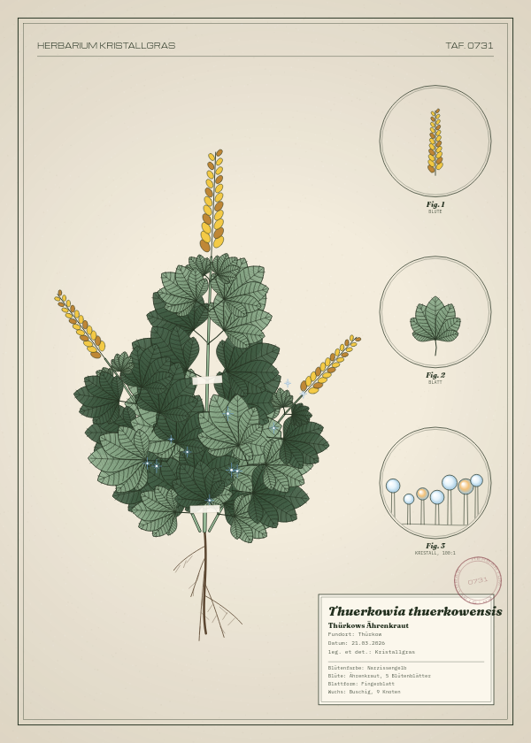 Botanische Tafel: Thuerkowia thuerkowensis, eine erfundene Pflanze aus Thürkow, gezeichnet wie in einem alten Pflanzenatlas