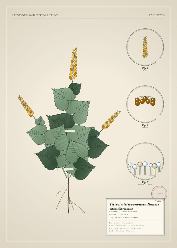 Botanische Tafel: Titiseia titiseeneustadtensis, eine erfundene Pflanze aus Titisee-Neustadt, gezeichnet wie in einem alten Pflanzenatlas