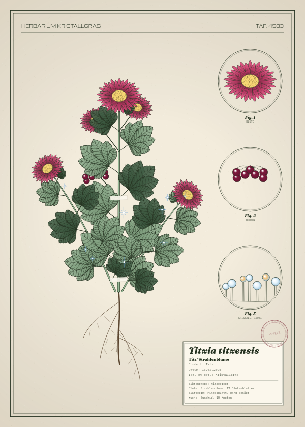 Botanische Tafel: Titzia titzensis, eine erfundene Pflanze aus Titz, gezeichnet wie in einem alten Pflanzenatlas