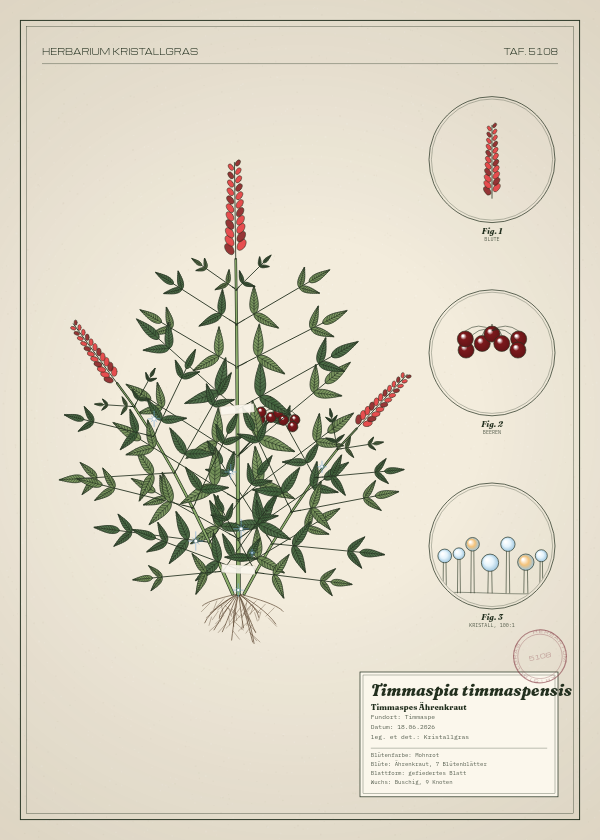 Botanische Tafel: Timmaspia timmaspensis, eine erfundene Pflanze aus Timmaspe, gezeichnet wie in einem alten Pflanzenatlas