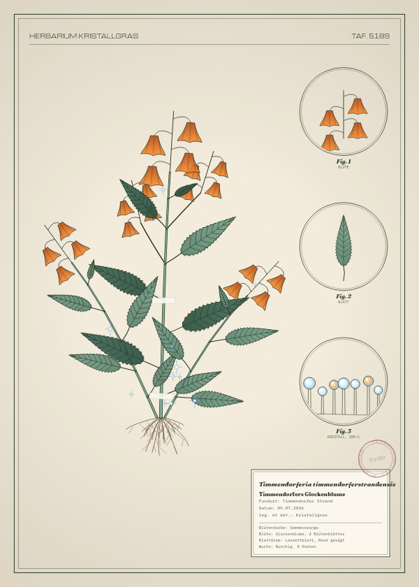 Botanische Tafel: Timmendorferia timmendorferstrandensis, eine erfundene Pflanze aus Timmendorfer Strand, gezeichnet wie in einem alten Pflanzenatlas