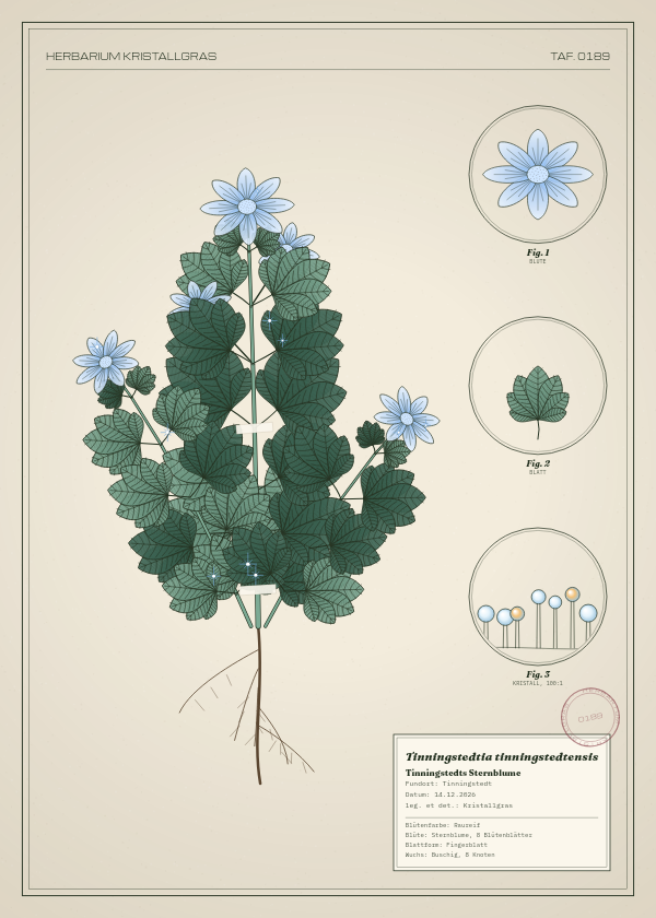 Botanische Tafel: Tinningstedtia tinningstedtensis, eine erfundene Pflanze aus Tinningstedt, gezeichnet wie in einem alten Pflanzenatlas