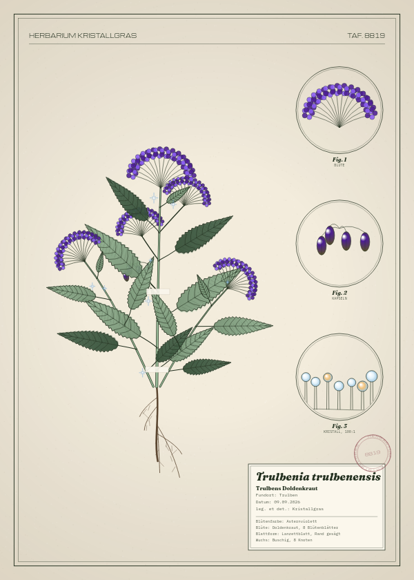 Botanische Tafel: Trulbenia trulbenensis, eine erfundene Pflanze aus Trulben, gezeichnet wie in einem alten Pflanzenatlas