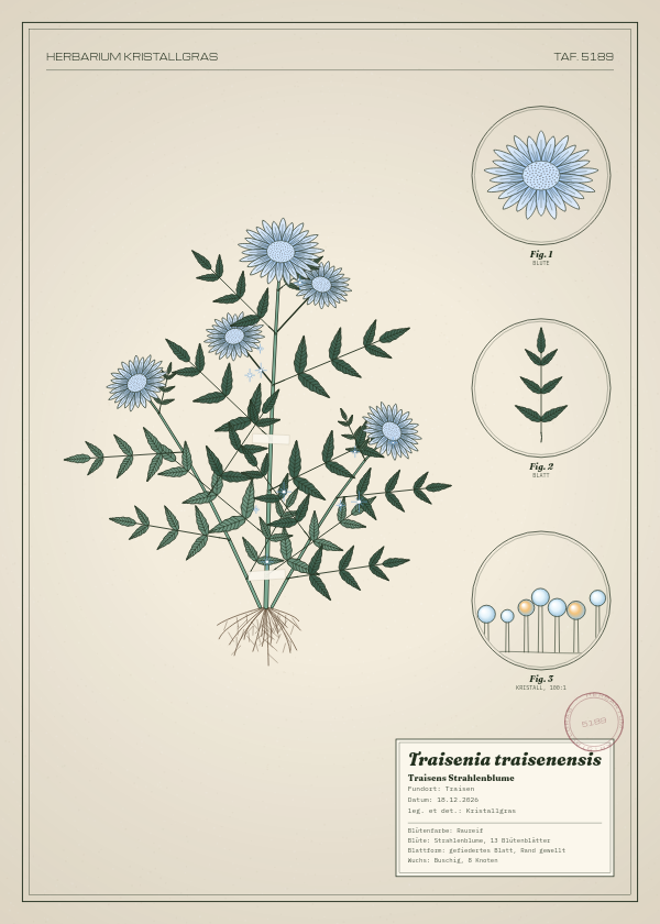 Botanische Tafel: Traisenia traisenensis, eine erfundene Pflanze aus Traisen, gezeichnet wie in einem alten Pflanzenatlas