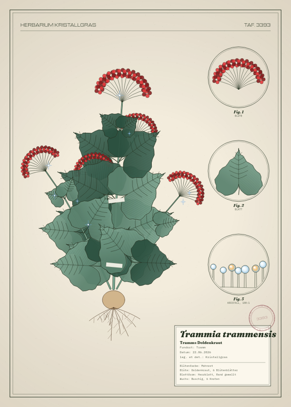 Botanische Tafel: Trammia trammensis, eine erfundene Pflanze aus Tramm, gezeichnet wie in einem alten Pflanzenatlas