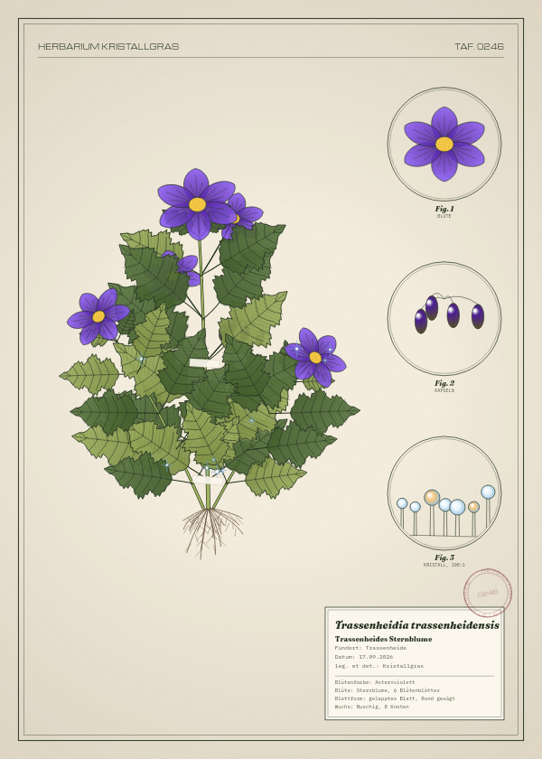 Botanische Tafel: Trassenheidia trassenheidensis, eine erfundene Pflanze aus Trassenheide, gezeichnet wie in einem alten Pflanzenatlas
