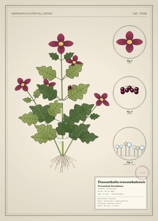 Botanische Tafel: Traventhalia traventhalensis, eine erfundene Pflanze aus Traventhal, gezeichnet wie in einem alten Pflanzenatlas
