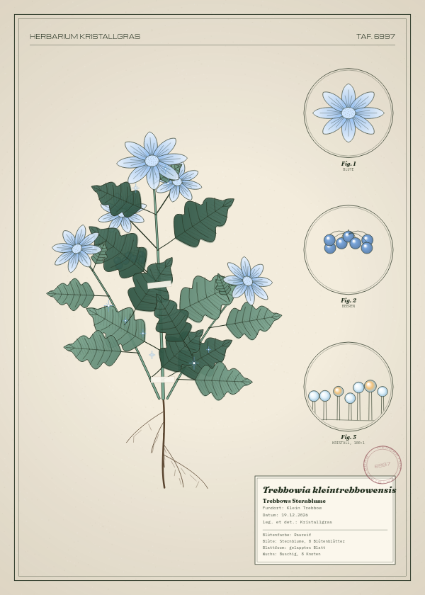 Botanische Tafel: Trebbowia kleintrebbowensis, eine erfundene Pflanze aus Klein Trebbow, gezeichnet wie in einem alten Pflanzenatlas