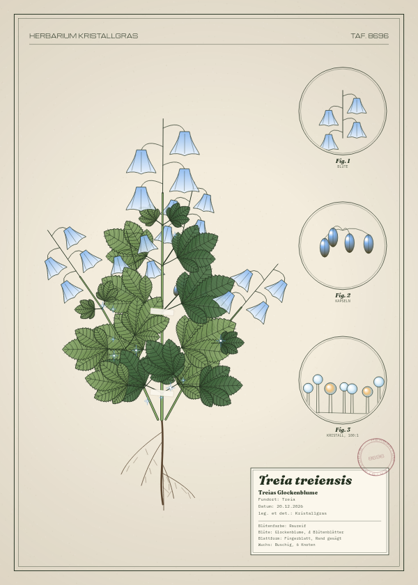 Botanische Tafel: Treia treiensis, eine erfundene Pflanze aus Treia, gezeichnet wie in einem alten Pflanzenatlas