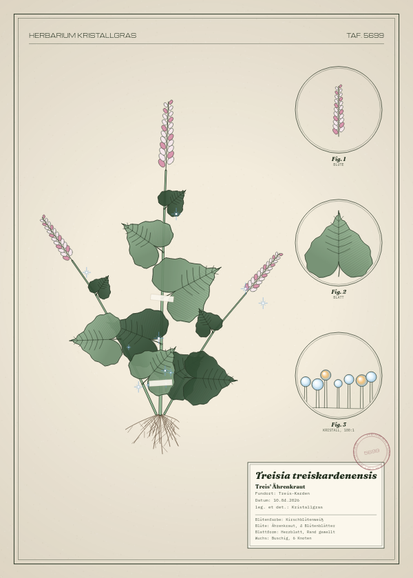 Botanische Tafel: Treisia treiskardenensis, eine erfundene Pflanze aus Treis-Karden, gezeichnet wie in einem alten Pflanzenatlas