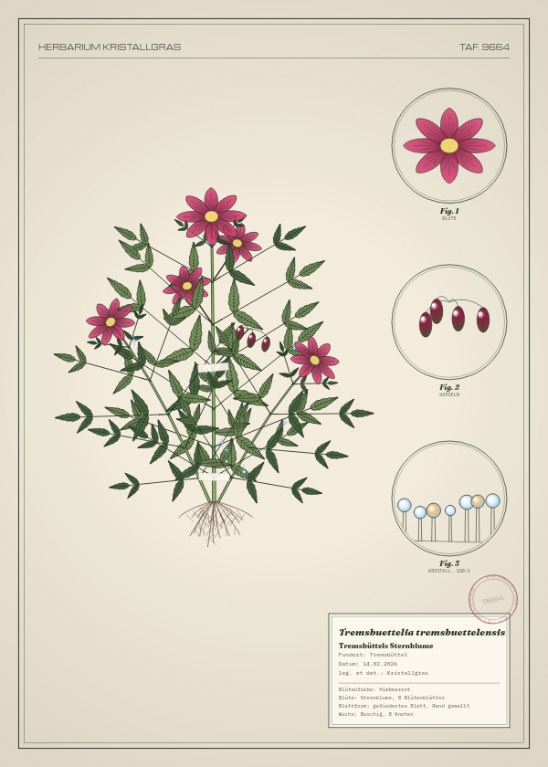Botanische Tafel: Tremsbuettelia tremsbuettelensis, eine erfundene Pflanze aus Tremsbüttel, gezeichnet wie in einem alten Pflanzenatlas