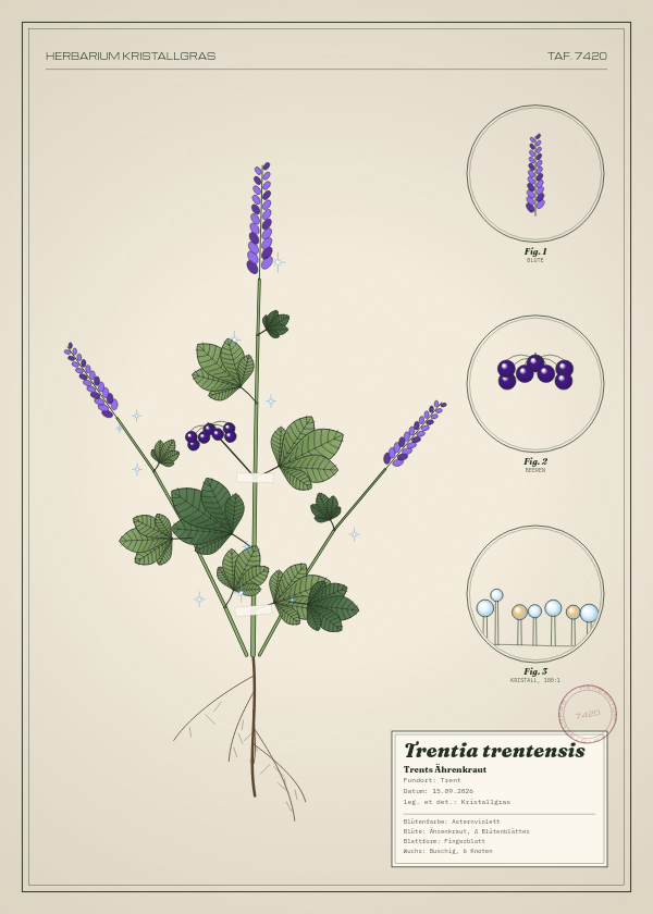 Botanische Tafel: Trentia trentensis, eine erfundene Pflanze aus Trent, gezeichnet wie in einem alten Pflanzenatlas