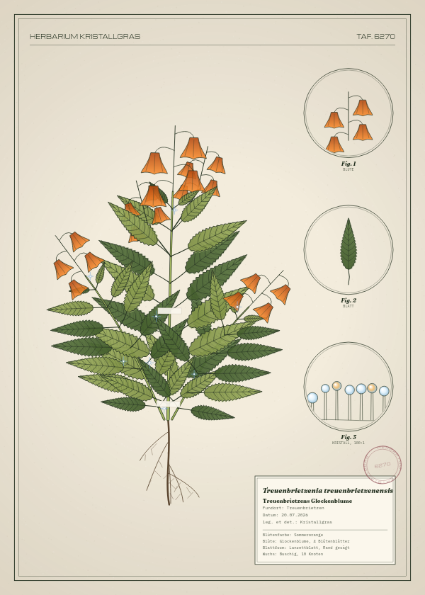 Botanische Tafel: Treuenbrietzenia treuenbrietzenensis, eine erfundene Pflanze aus Treuenbrietzen, gezeichnet wie in einem alten Pflanzenatlas