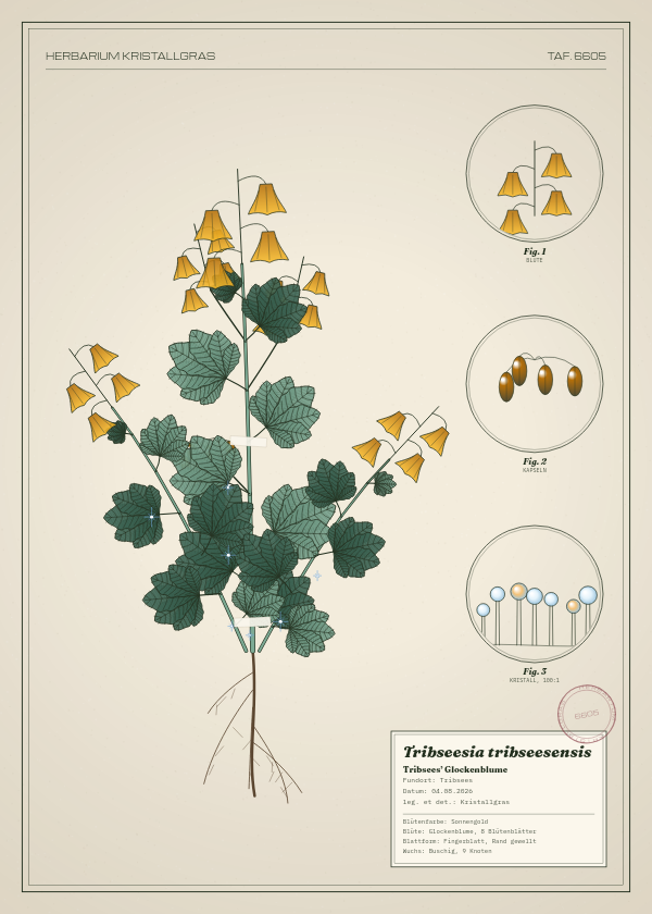 Botanische Tafel: Tribseesia tribseesensis, eine erfundene Pflanze aus Tribsees, gezeichnet wie in einem alten Pflanzenatlas
