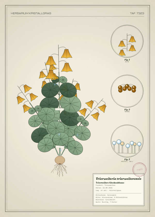 Botanische Tafel: Trierweileria trierweilerensis, eine erfundene Pflanze aus Trierweiler, gezeichnet wie in einem alten Pflanzenatlas