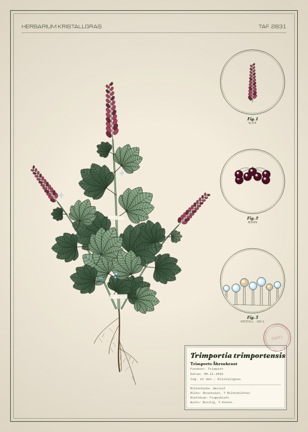 Botanische Tafel: Trimportia trimportensis, eine erfundene Pflanze aus Trimport, gezeichnet wie in einem alten Pflanzenatlas