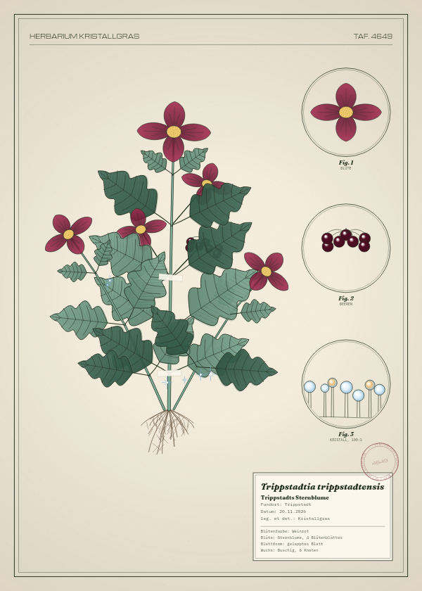 Botanische Tafel: Trippstadtia trippstadtensis, eine erfundene Pflanze aus Trippstadt, gezeichnet wie in einem alten Pflanzenatlas