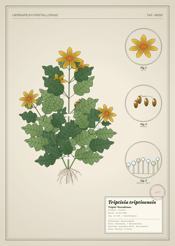 Botanische Tafel: Triptisia triptisensis, eine erfundene Pflanze aus Triptis, gezeichnet wie in einem alten Pflanzenatlas
