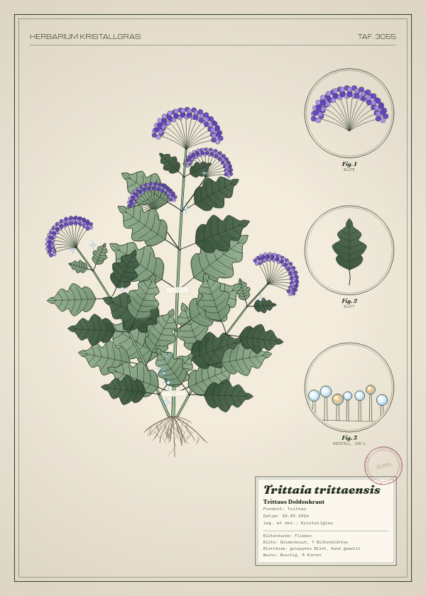 Botanische Tafel: Trittaia trittaensis, eine erfundene Pflanze aus Trittau, gezeichnet wie in einem alten Pflanzenatlas