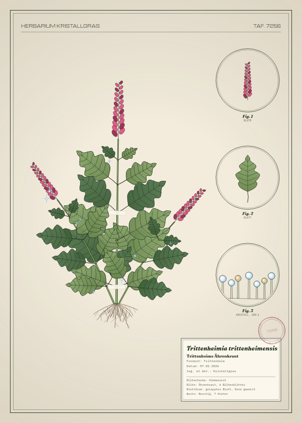 Botanische Tafel: Trittenheimia trittenheimensis, eine erfundene Pflanze aus Trittenheim, gezeichnet wie in einem alten Pflanzenatlas