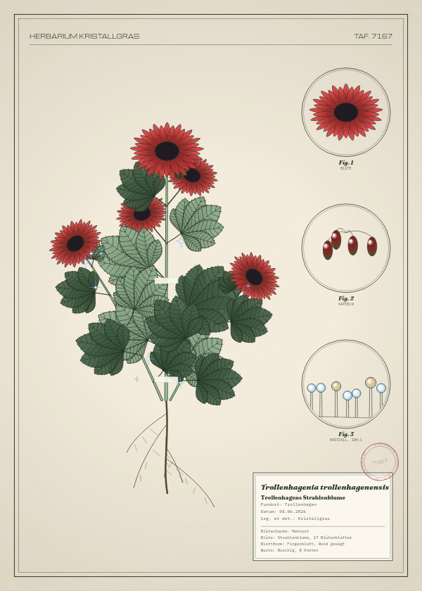 Botanische Tafel: Trollenhagenia trollenhagenensis, eine erfundene Pflanze aus Trollenhagen, gezeichnet wie in einem alten Pflanzenatlas