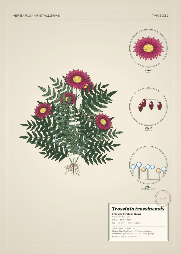 Botanische Tafel: Trossinia trossinensis, eine erfundene Pflanze aus Trossin, gezeichnet wie in einem alten Pflanzenatlas