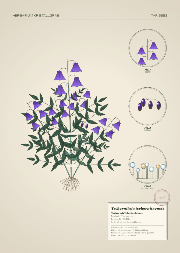 Botanische Tafel: Tschernitzia tschernitzensis, eine erfundene Pflanze aus Tschernitz, gezeichnet wie in einem alten Pflanzenatlas