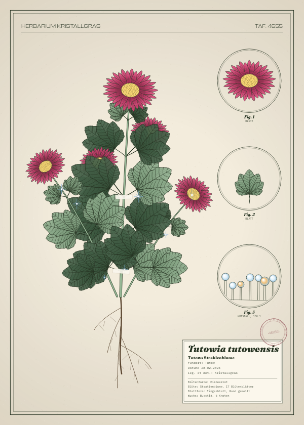 Botanische Tafel: Tutowia tutowensis, eine erfundene Pflanze aus Tutow, gezeichnet wie in einem alten Pflanzenatlas