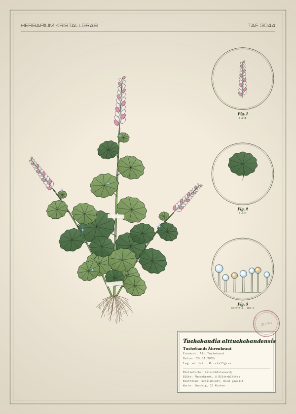Botanische Tafel: Tuchebandia alttuchebandensis, eine erfundene Pflanze aus Alt Tucheband, gezeichnet wie in einem alten Pflanzenatlas