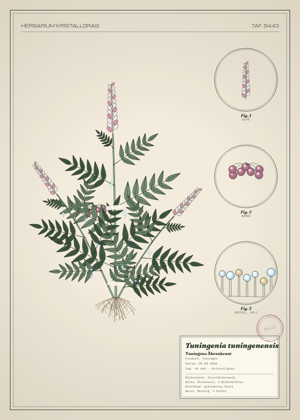Botanische Tafel: Tuningenia tuningenensis, eine erfundene Pflanze aus Tuningen, gezeichnet wie in einem alten Pflanzenatlas