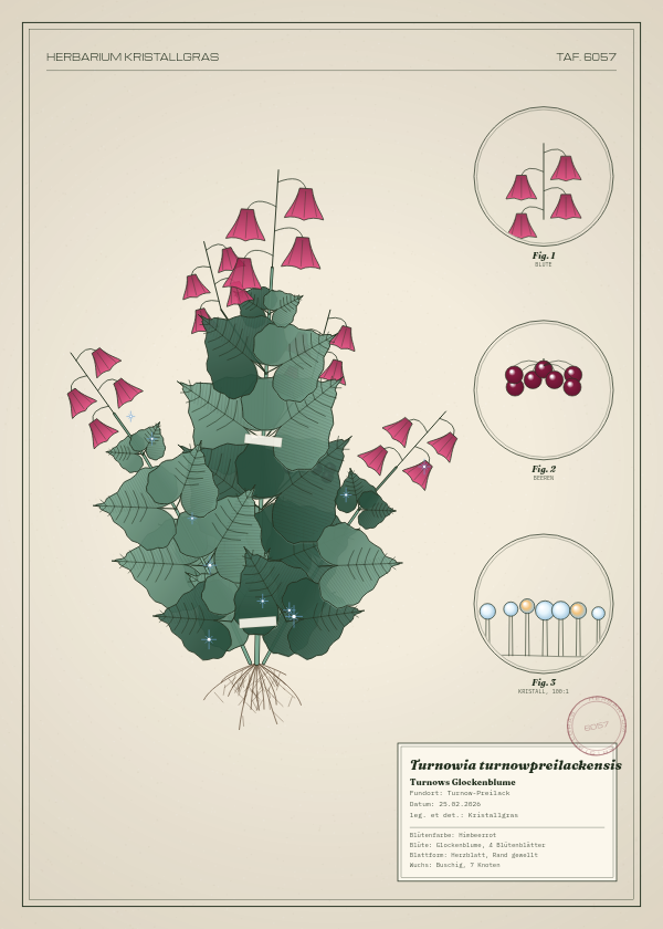 Botanische Tafel: Turnowia turnowpreilackensis, eine erfundene Pflanze aus Turnow-Preilack, gezeichnet wie in einem alten Pflanzenatlas