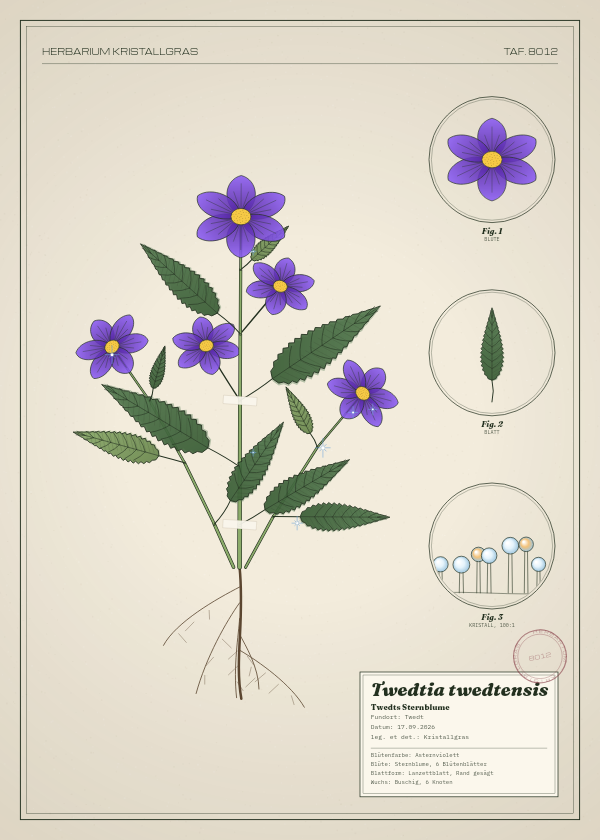 Botanische Tafel: Twedtia twedtensis, eine erfundene Pflanze aus Twedt, gezeichnet wie in einem alten Pflanzenatlas