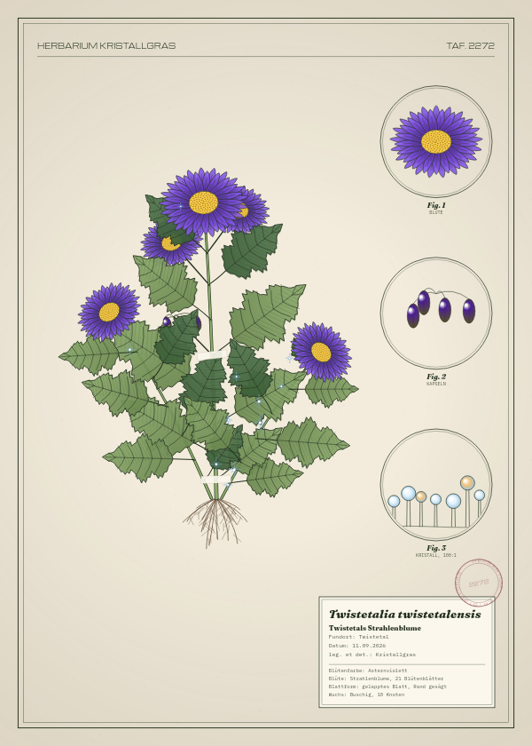 Botanische Tafel: Twistetalia twistetalensis, eine erfundene Pflanze aus Twistetal, gezeichnet wie in einem alten Pflanzenatlas