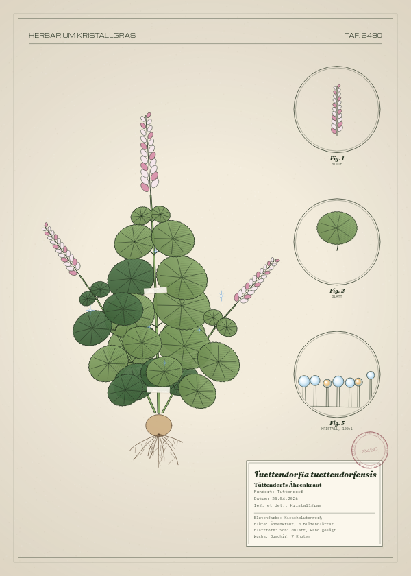 Botanische Tafel: Tuettendorfia tuettendorfensis, eine erfundene Pflanze aus Tüttendorf, gezeichnet wie in einem alten Pflanzenatlas