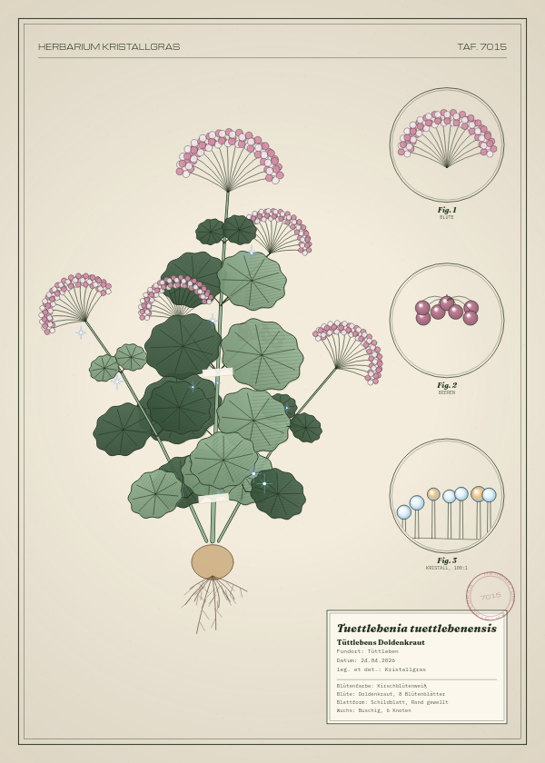 Botanische Tafel: Tuettlebenia tuettlebenensis, eine erfundene Pflanze aus Tüttleben, gezeichnet wie in einem alten Pflanzenatlas