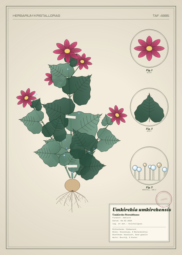 Botanische Tafel: Umkirchia umkirchensis, eine erfundene Pflanze aus Umkirch, gezeichnet wie in einem alten Pflanzenatlas