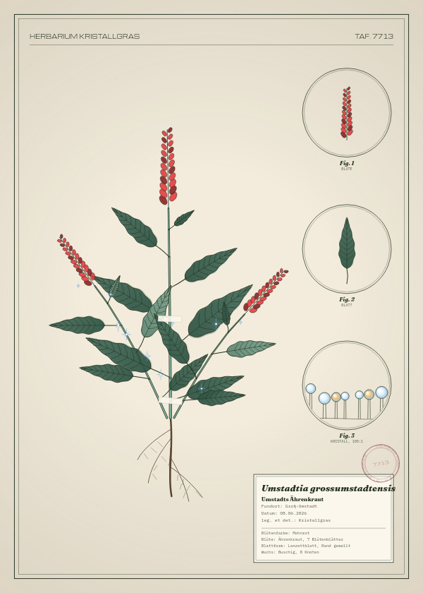 Botanische Tafel: Umstadtia grossumstadtensis, eine erfundene Pflanze aus Groß-Umstadt, gezeichnet wie in einem alten Pflanzenatlas