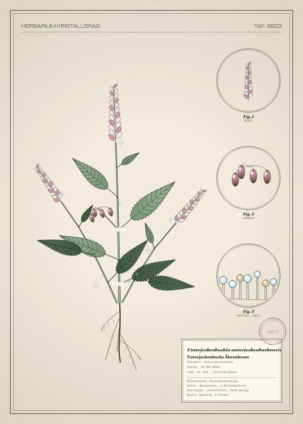 Botanische Tafel: Unterjeckenbachia unterjeckenbachensis, eine erfundene Pflanze aus Unterjeckenbach, gezeichnet wie in einem alten Pflanzenatlas