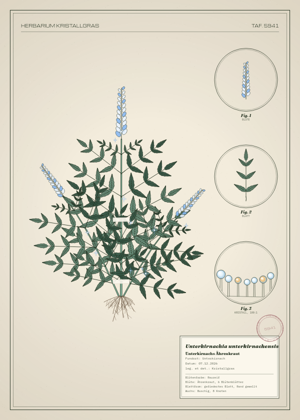 Botanische Tafel: Unterkirnachia unterkirnachensis, eine erfundene Pflanze aus Unterkirnach, gezeichnet wie in einem alten Pflanzenatlas