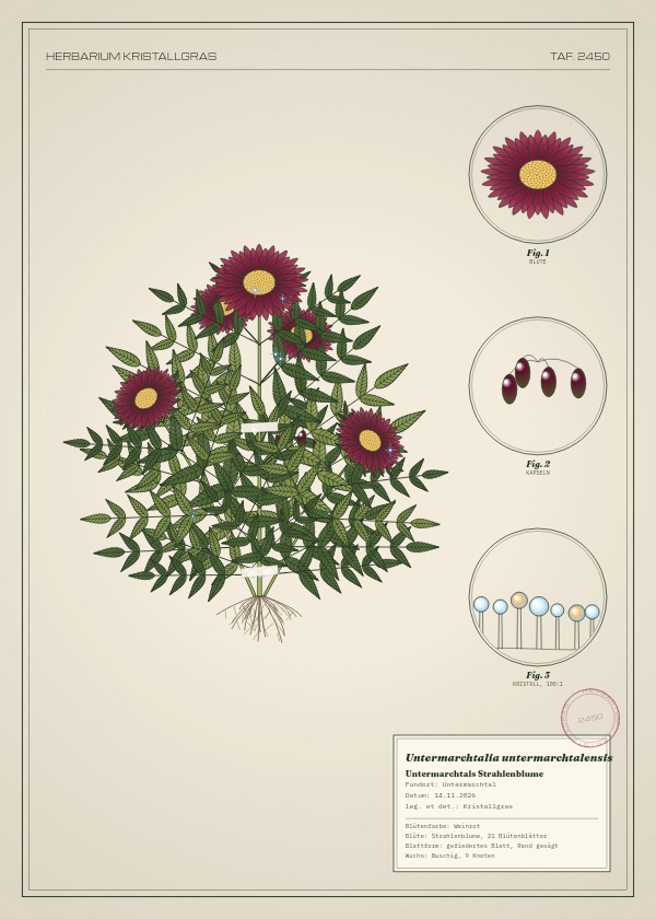 Botanische Tafel: Untermarchtalia untermarchtalensis, eine erfundene Pflanze aus Untermarchtal, gezeichnet wie in einem alten Pflanzenatlas