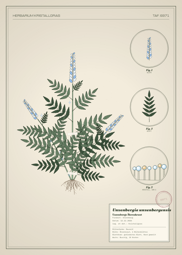 Botanische Tafel: Unzenbergia unzenbergensis, eine erfundene Pflanze aus Unzenberg, gezeichnet wie in einem alten Pflanzenatlas