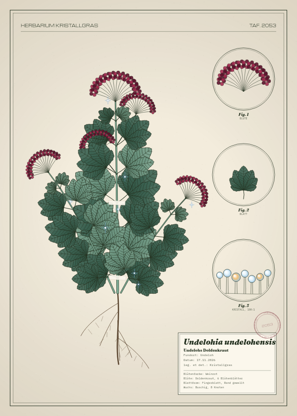 Botanische Tafel: Undelohia undelohensis, eine erfundene Pflanze aus Undeloh, gezeichnet wie in einem alten Pflanzenatlas