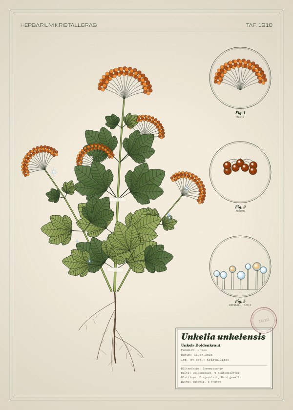 Botanische Tafel: Unkelia unkelensis, eine erfundene Pflanze aus Unkel, gezeichnet wie in einem alten Pflanzenatlas